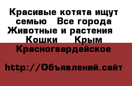 Красивые котята ищут семью - Все города Животные и растения » Кошки   . Крым,Красногвардейское